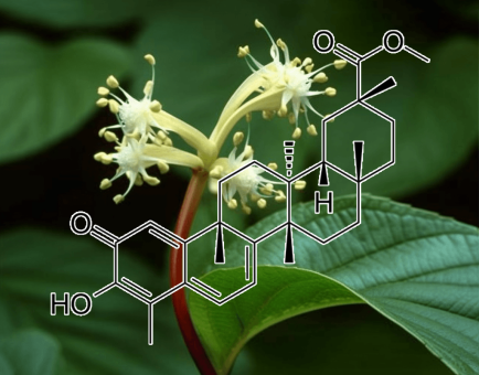 PRISTIMERIN Plant Source - Interstellar Blends