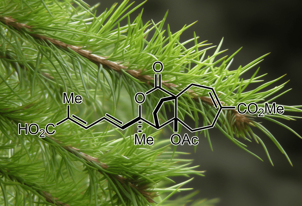 PSEUDOLARIC ACID B source plant Pseudolarix Kaempferi Gordon - Interstellar Blends