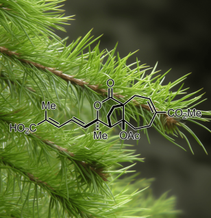 PSEUDOLARIC ACID B source plant Pseudolarix Kaempferi Gordon - Interstellar Blends