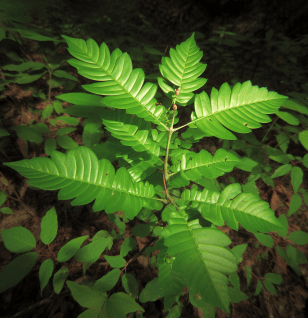 Pajanelia Longifolia - Interstellar Blends