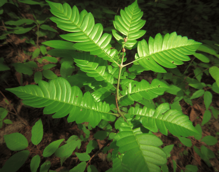 Pajanelia Longifolia - Interstellar Blends