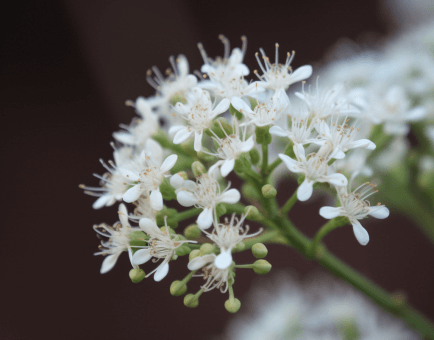 Pavetta Indica by Interstellar Blends