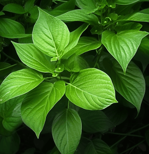 Piper Betle - Interstellar Blends