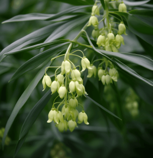 Polygonatum Sibericum - Interstellar Blends