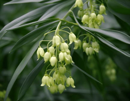 Polygonatum Sibericum - Interstellar Blends