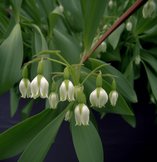 Polygonatum Cyrtonema - Interstellar Blends