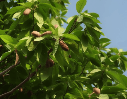 Pongamia Glabra - Interstellar Blends