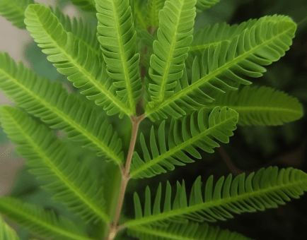 Prosopis Cineraria - Interstellar Blends