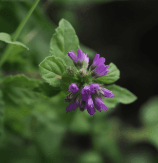 Bavachin Psoralea Corylifolia - Interstellar Blends