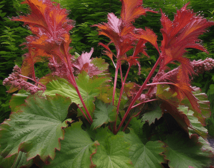 Rheum Officinale - Interstellar Blends