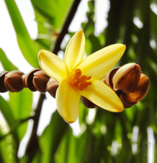 Rhizophora Apiculata - Interstellar Blends