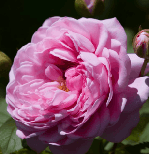 Rosa damascena (Damask Rose) – Mood-enhancing ingredient in Interstellar Blends, promoting relaxation and skin rejuvenation.