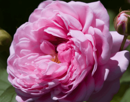 Rosa damascena (Damask Rose) – Mood-enhancing ingredient in Interstellar Blends, promoting relaxation and skin rejuvenation.