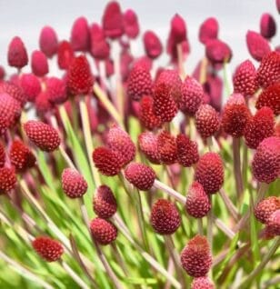 Sanguisorba officinalis - Interstellar Blends