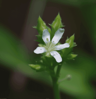 Scoparia Dulcis - Interstellar Blends