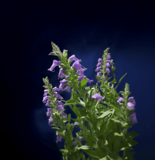 Scutellaria baicalensis – A detailed image of Scutellaria baicalensis (Chinese Skullcap), a potent antioxidant plant in Interstellar Blends.