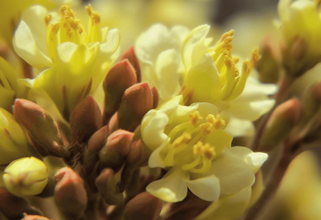Vitellaria paradoxa (Shea Tree) seed and fruit illustration, a nutrient-rich botanical used in Interstellar Blends' herbal formulas, known for its anti-inflammatory, skin-nourishing, and antioxidant properties