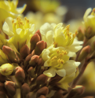 Vitellaria paradoxa (Shea Tree) seed and fruit illustration, a nutrient-rich botanical used in Interstellar Blends' herbal formulas, known for its anti-inflammatory, skin-nourishing, and antioxidant properties