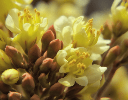 Vitellaria paradoxa (Shea Tree) seed and fruit illustration, a nutrient-rich botanical used in Interstellar Blends' herbal formulas, known for its anti-inflammatory, skin-nourishing, and antioxidant properties
