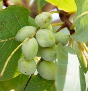 Smoked plum - Interstellar Blends