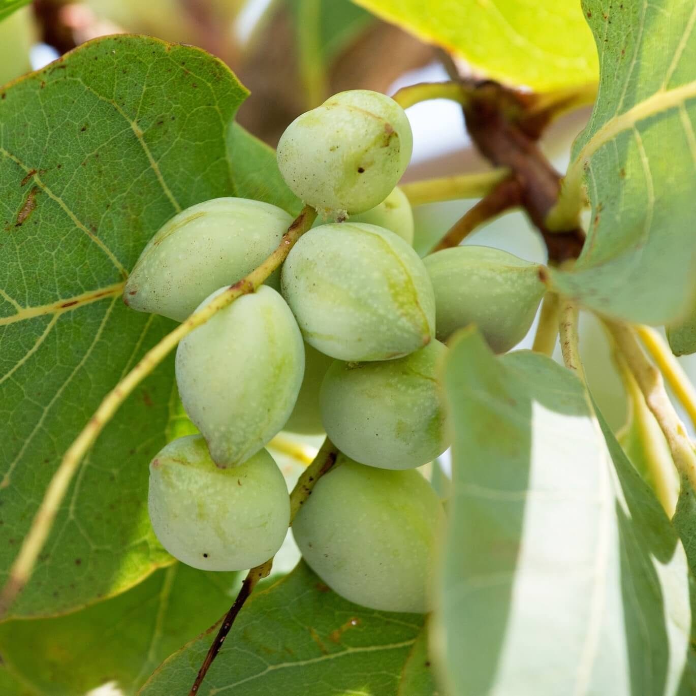 Fructus Pruni Mume | INTERSTELLAR BLENDS