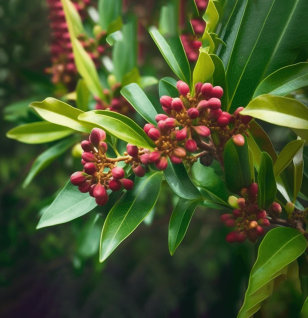 Syzygium Aromaticum - Interstellar Blends