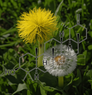 TARAXASTEROL Source Plant - Interstellar Blends