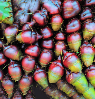 Trapa-bispinosa - Interstellar Blends