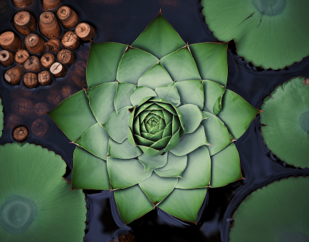 Trapa Natans - Interstellar Blends