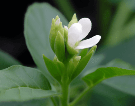 Trigonella Foenum Graecum - Interstellar Blends