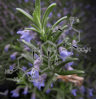 Ursolic acid – A high-resolution capture of Ursolic acid, a plant-derived compound in Interstellar Blends for muscle maintenance and anti-inflammatory properties.