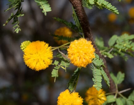 (Vachellia farnesiana) sweet acacia - Interstellar Blends