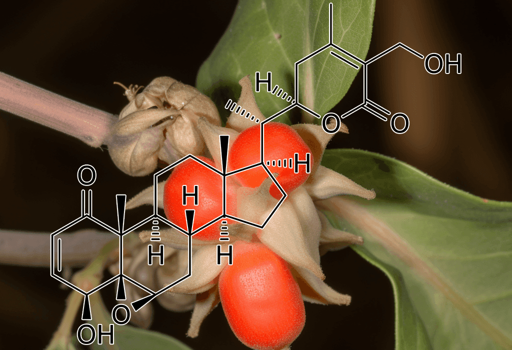 WITHAFERIN A Withania Somnifera - Interstellar Blends
