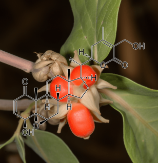 WITHAFERIN A Withania Somnifera - Interstellar Blends