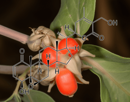 WITHAFERIN A Withania Somnifera - Interstellar Blends
