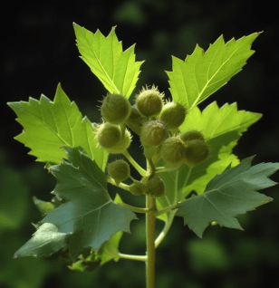 Xanthium indicum (Indian Cocklebur) plant illustration, a traditional herb featured in Interstellar Blends' herbal formulas, known for its anti-inflammatory, analgesic, and sinus-clearing properties