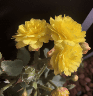 Xiaokeyinshui herbal formula illustration, a traditional Chinese medicinal blend featured in Interstellar Blends' herbal formulas, known for supporting blood sugar regulation, metabolic balance, and pancreatic health