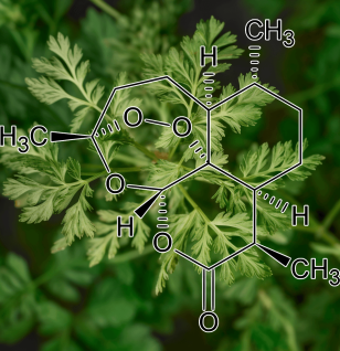 A focused shot of Artemisinin derived from Artemisia, a key compound in Interstellar Blends for immune and anti-malarial benefits.