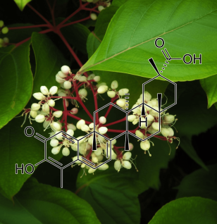 Celastrol (Trypterygium wilfordii) – A close-up of Celastrol, a potent anti-inflammatory compound found in Interstellar Blends.