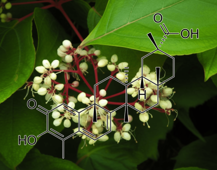 Celastrol (Trypterygium wilfordii) – A close-up of Celastrol, a potent anti-inflammatory compound found in Interstellar Blends.
