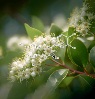 Cianidanol Salacia Chinensis - Interstellar Blends