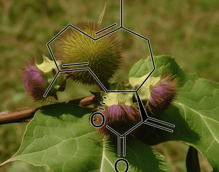 Costunolide Saussurea Lappa Clarke - Interstellar Blends