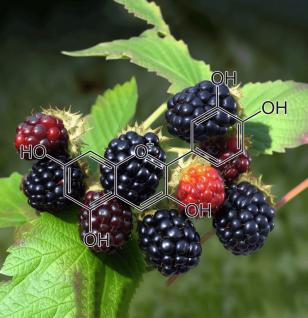 cyanidin source blackberries - Interstellar Blends