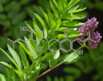 Licoricidin Source Plant - Interstellar Blends