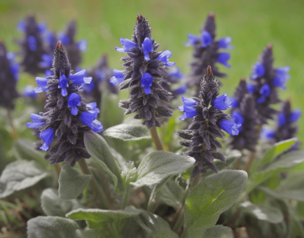 AJUGA TURKESTANICA - Interstellar Blends