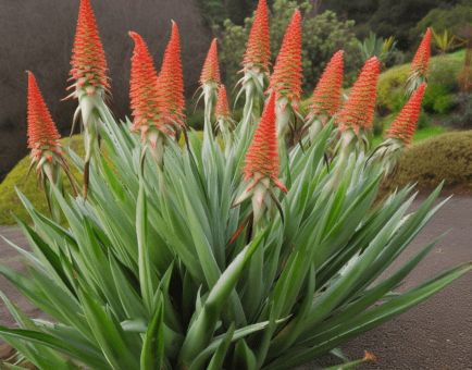 Aloe arborescens – Potent antioxidant in Interstellar Blends, promoting digestion, immune support, and cellular regeneration for overall well-being.