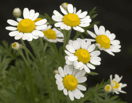 Anacyclus pyrethrum – Natural nootropic in Interstellar Blends, known for its cognitive-enhancing and aphrodisiac properties.