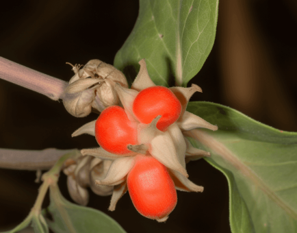 Ashwaganda - Interstellar Blends