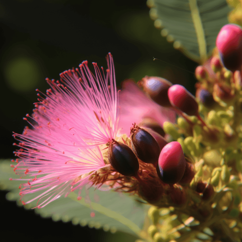 Albizia julibrissin Bark (Silk Tree, Mimosa Bark) – Mood-enhancing and adaptogenic herb in Interstellar Blends, supporting stress relief, emotional balance, and cognitive function.