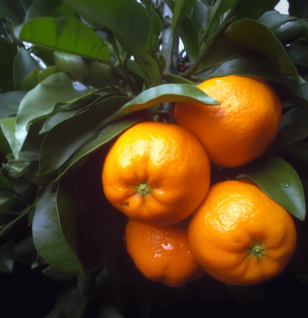 Aurantii nobilis Pericarpium – Citrus powerhouse in Interstellar Blends, aiding digestion, reducing bloating, and supporting metabolic health.